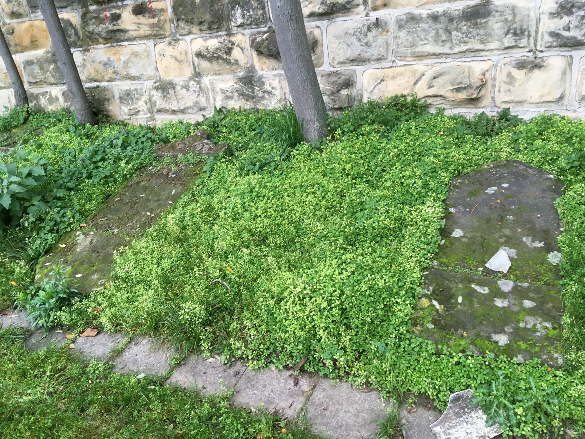 Gräber auf dem jüdischen Friedhof Schönebeck Gräber auf dem jüdischen Friedhof Schönebeck
